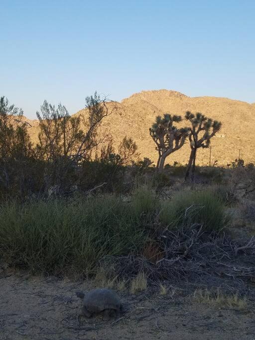 Steph'S Panorama Paradise-Nat'L Park Minutes Away Joshua Tree Eksteriør billede