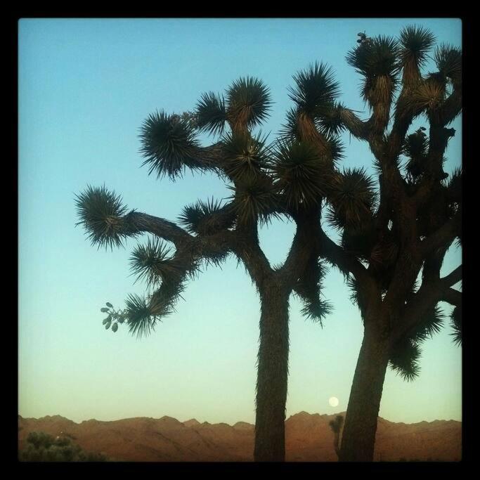 Steph'S Panorama Paradise-Nat'L Park Minutes Away Joshua Tree Eksteriør billede